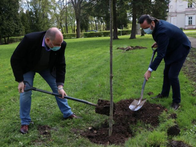 Posadziliśmy kolejne drzewa w Parku Lubomirskich