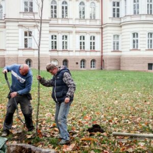 Dwóch panów sadzi tulipanowca