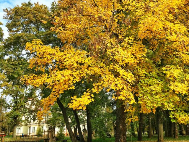 UWAGA KONKURS!!! „Park Lubomirskich – Waszym Okiem”