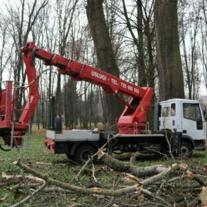 Pielęgnacja drzewa pomnikowego, usuwanie niebezpiecznych gałęzi