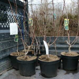 Sadzonki magnolii
