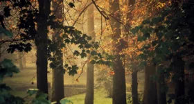 Nowy artykuł – sylwetki drzew